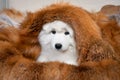 Portrait of a cute samoyed puppy dog Ã¢â¬â¹Ã¢â¬â¹sitting with a red fur coat Royalty Free Stock Photo